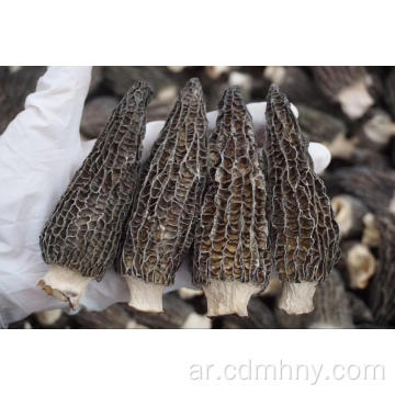 100٪ فطر Morel بري / طرية جديدة / morchella esculenta